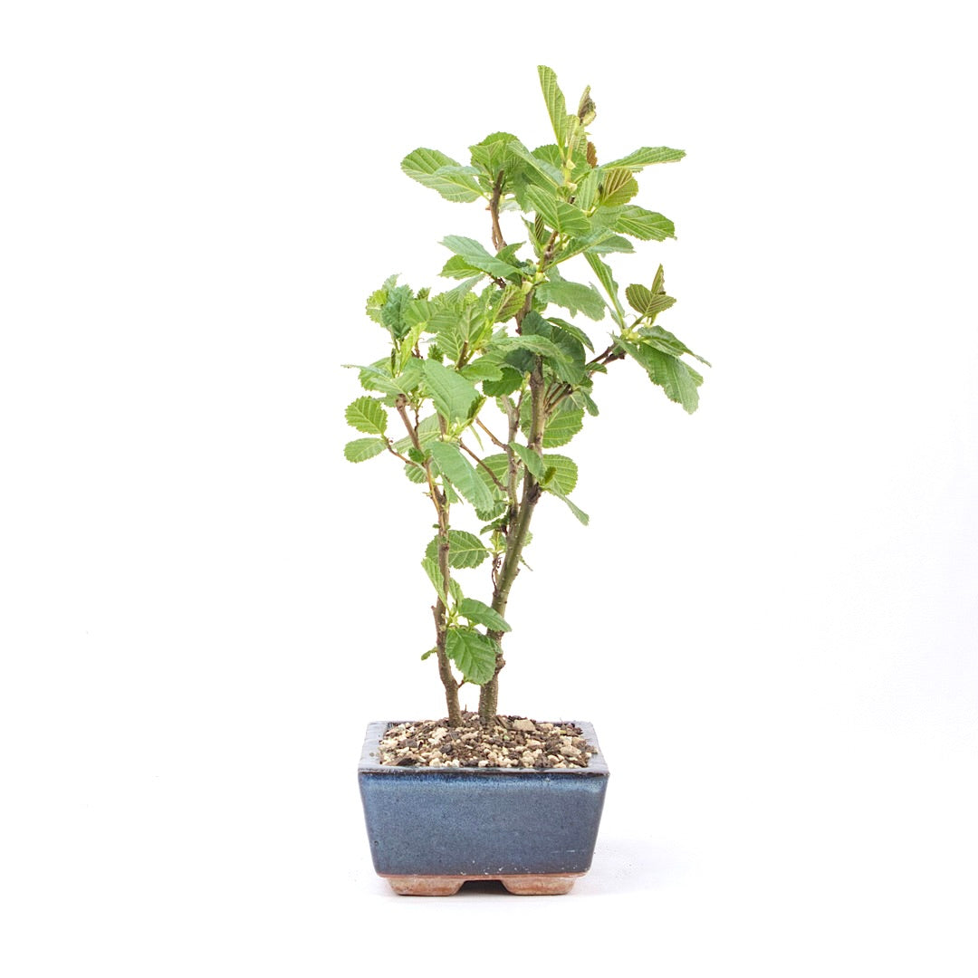Schwarzerle 'Alnus glutinosa'