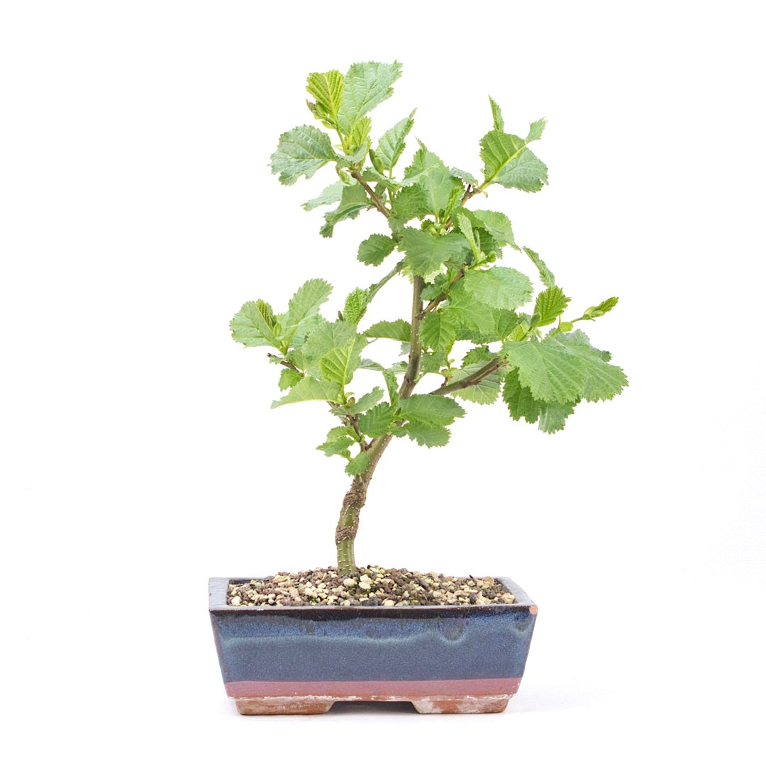 Schwarzerle 'Alnus glutinosa'