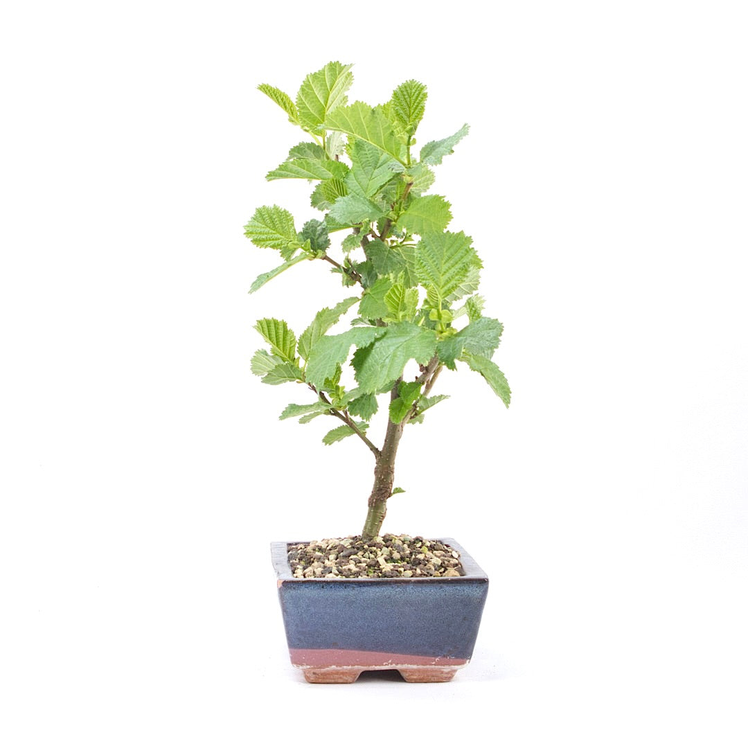 Schwarzerle 'Alnus glutinosa'