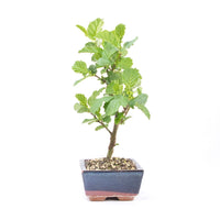 Schwarzerle 'Alnus glutinosa'