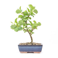 Schwarzerle 'Alnus glutinosa'