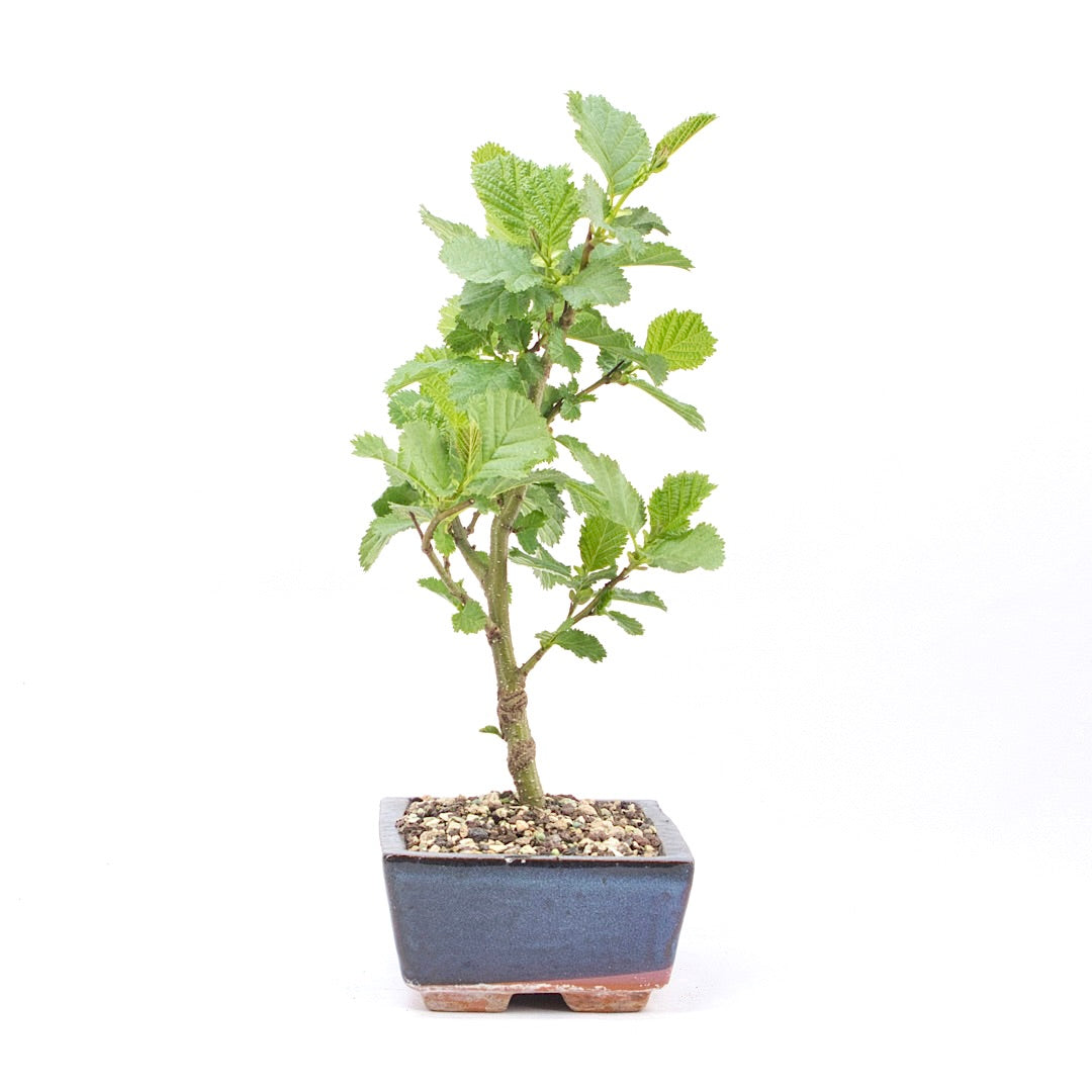 Schwarzerle 'Alnus glutinosa'