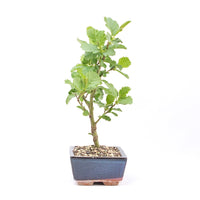 Schwarzerle 'Alnus glutinosa'