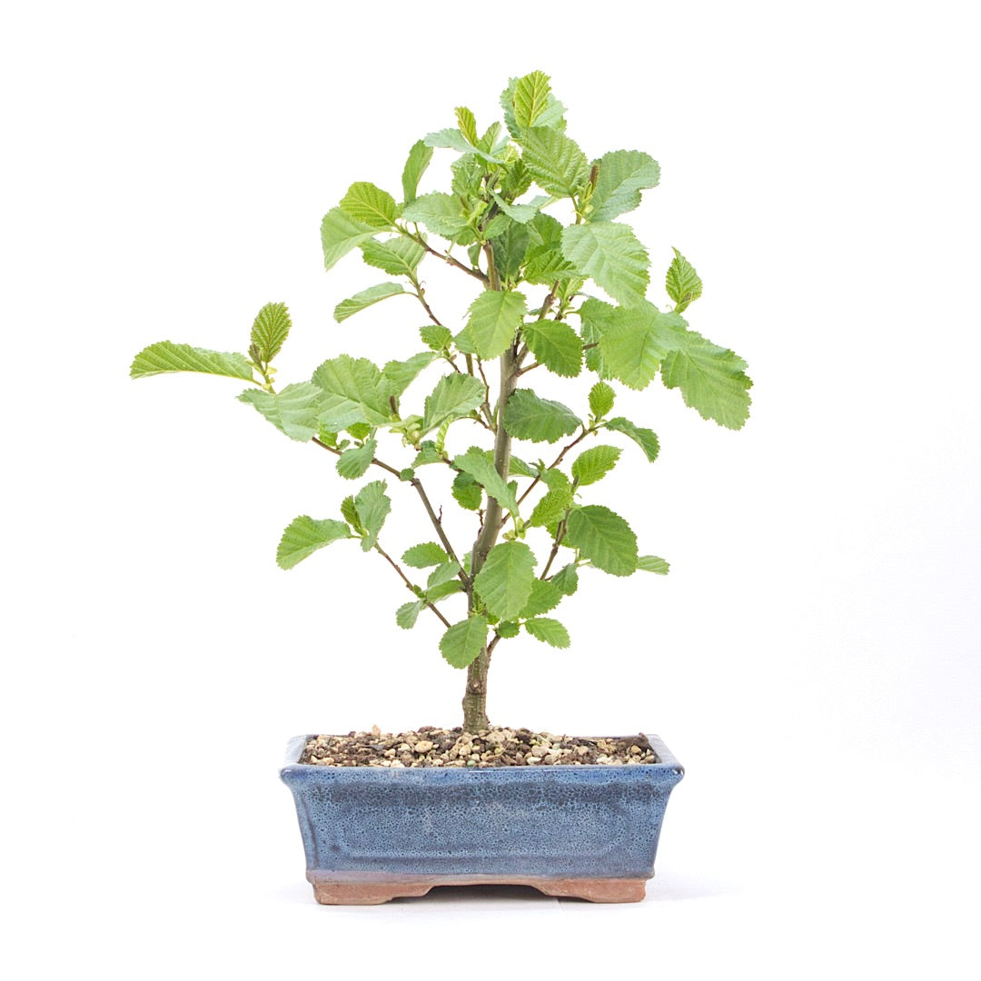 Schwarzerle 'Alnus glutinosa'