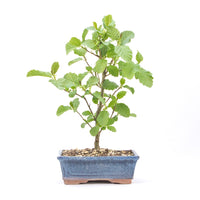 Schwarzerle 'Alnus glutinosa'