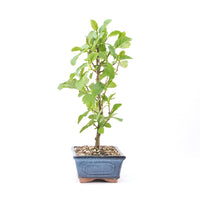 Schwarzerle 'Alnus glutinosa'