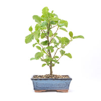 Schwarzerle 'Alnus glutinosa'