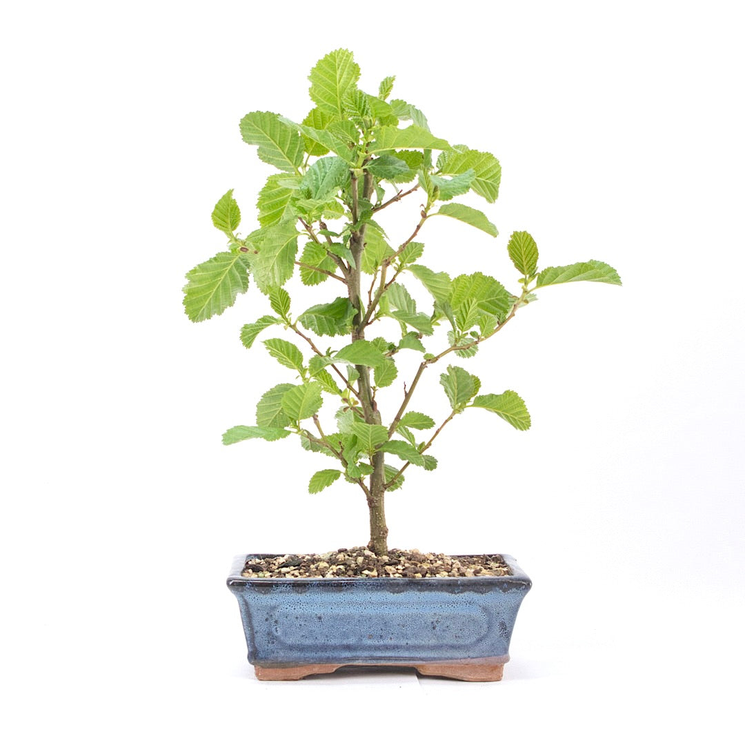 Schwarzerle 'Alnus glutinosa'
