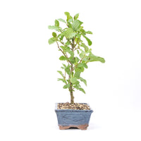 Schwarzerle 'Alnus glutinosa'