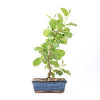 Schwarzerle 'Alnus glutinosa'
