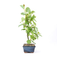 Schwarzerle 'Alnus glutinosa'