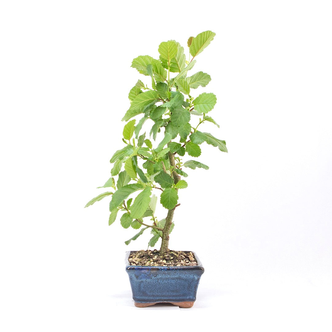 Schwarzerle 'Alnus glutinosa'