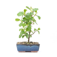 Schwarzerle 'Alnus glutinosa'