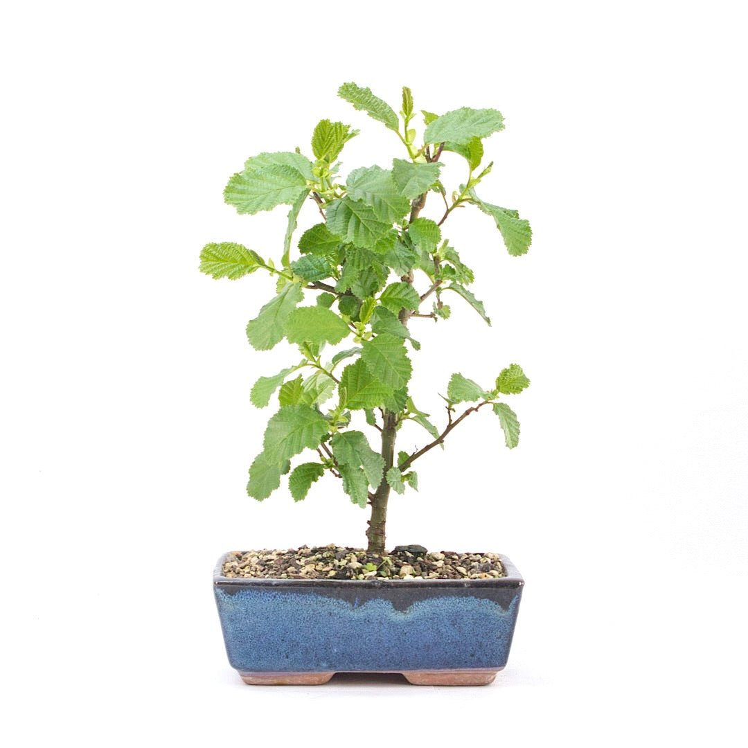 Schwarzerle 'Alnus glutinosa'