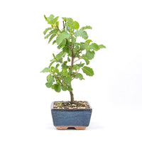 Schwarzerle 'Alnus glutinosa'