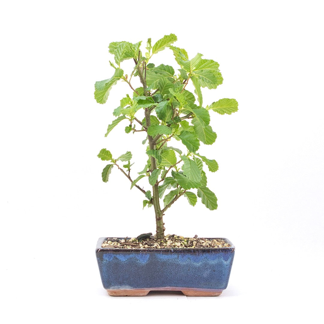 Schwarzerle 'Alnus glutinosa'