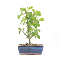 Schwarzerle 'Alnus glutinosa'