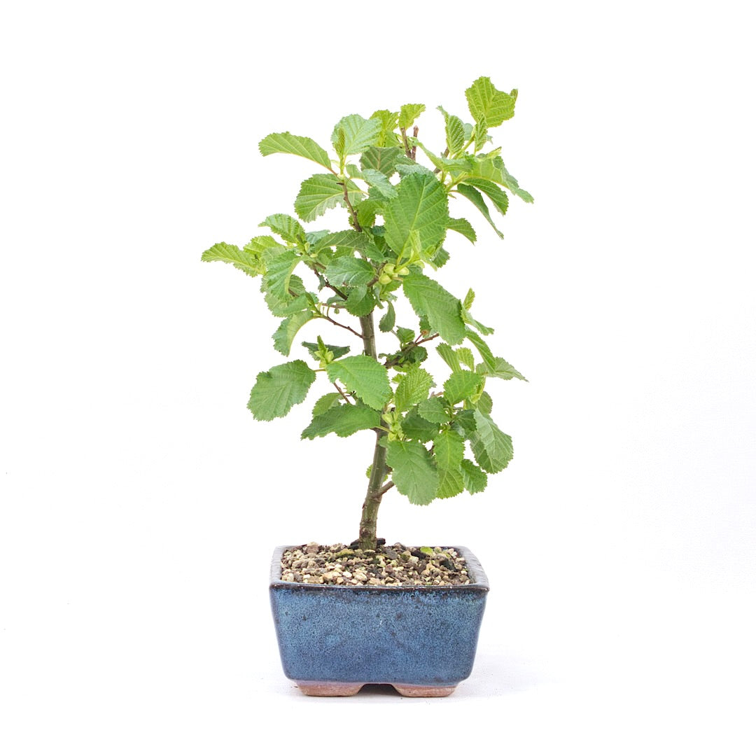 Schwarzerle 'Alnus glutinosa'