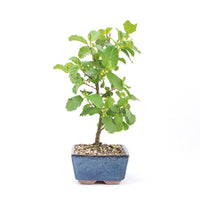 Schwarzerle 'Alnus glutinosa'