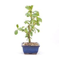 Schwarzerle 'Alnus glutinosa'