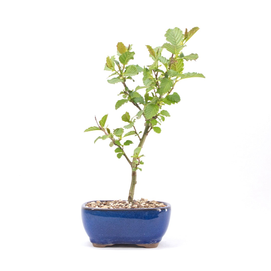 Schwarzerle 'Alnus glutinosa'
