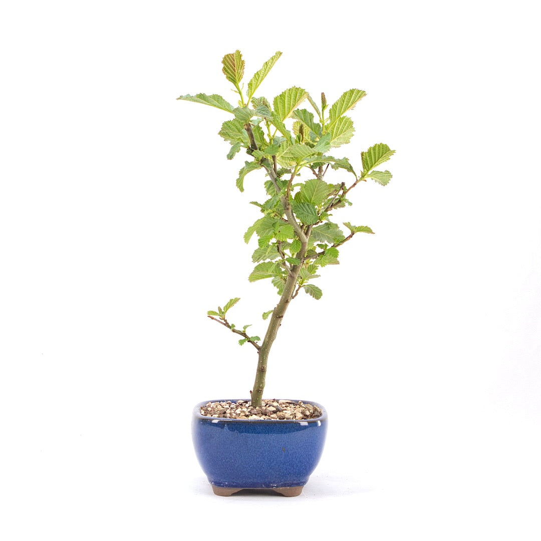Schwarzerle 'Alnus glutinosa'