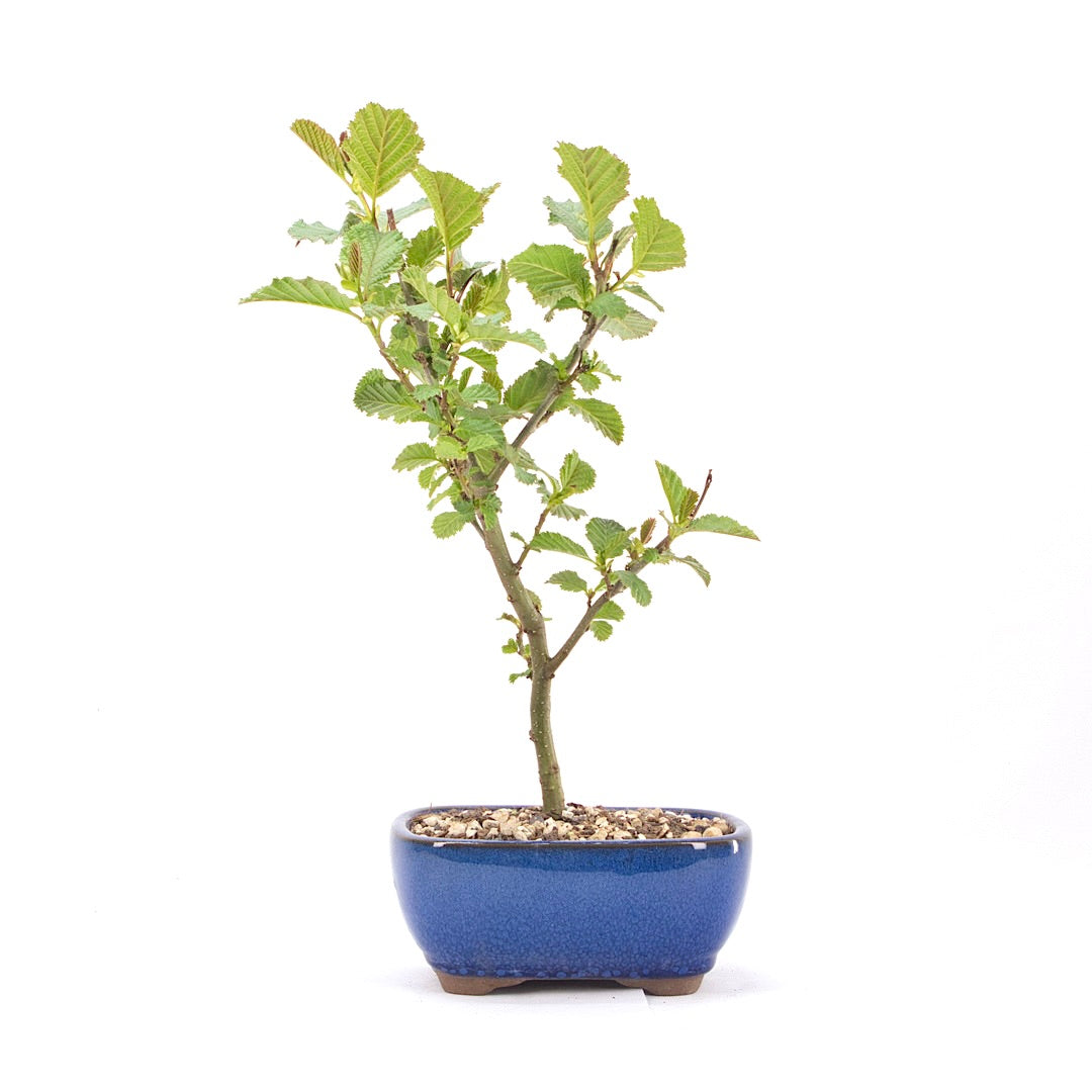 Schwarzerle 'Alnus glutinosa'