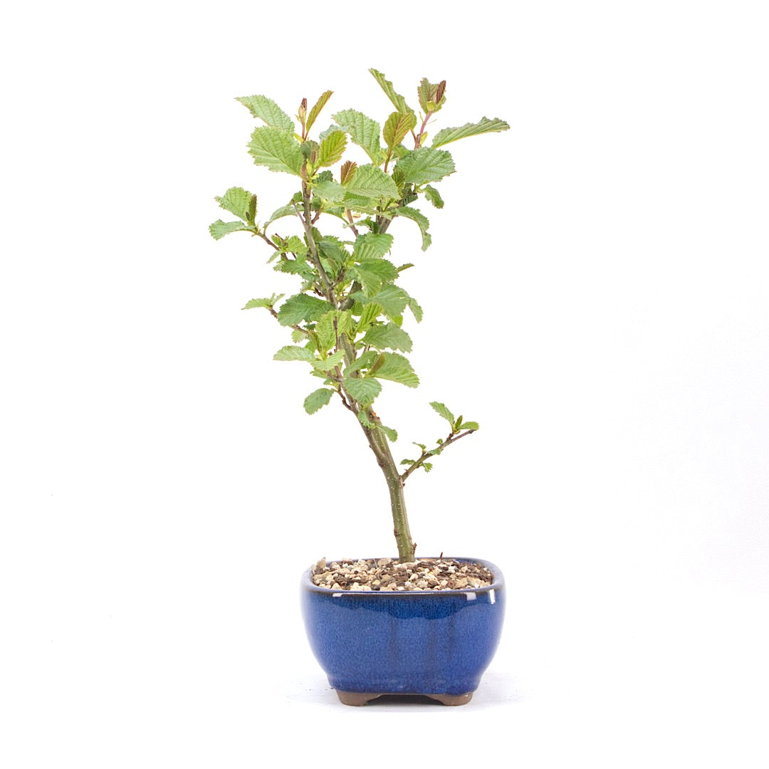 Schwarzerle 'Alnus glutinosa'