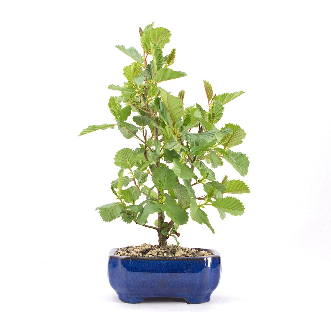 Schwarzerle 'Alnus glutinosa'