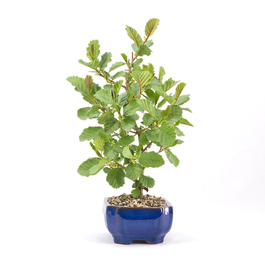 Schwarzerle 'Alnus glutinosa'