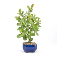 Schwarzerle 'Alnus glutinosa'