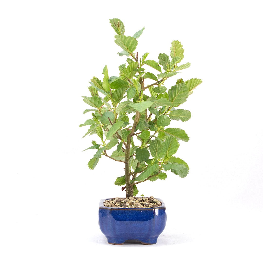 Schwarzerle 'Alnus glutinosa'