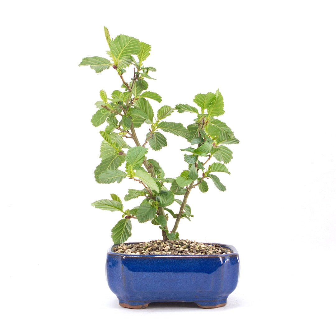 Schwarzerle 'Alnus glutinosa'