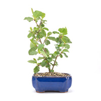 Schwarzerle 'Alnus glutinosa'