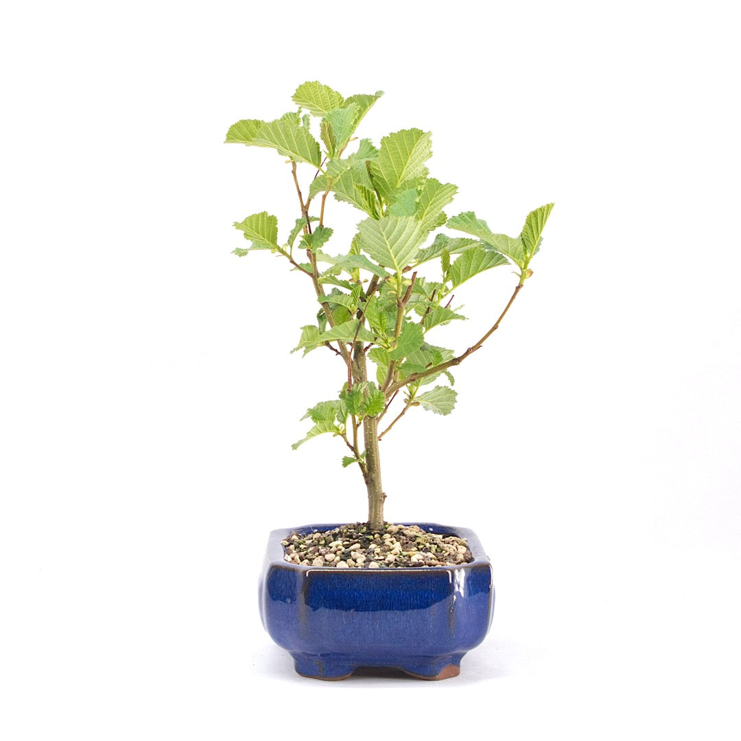 Schwarzerle 'Alnus glutinosa'