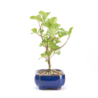 Schwarzerle 'Alnus glutinosa'