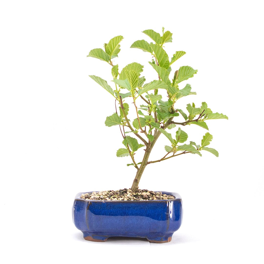 Schwarzerle 'Alnus glutinosa'