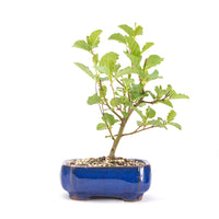 Schwarzerle 'Alnus glutinosa'