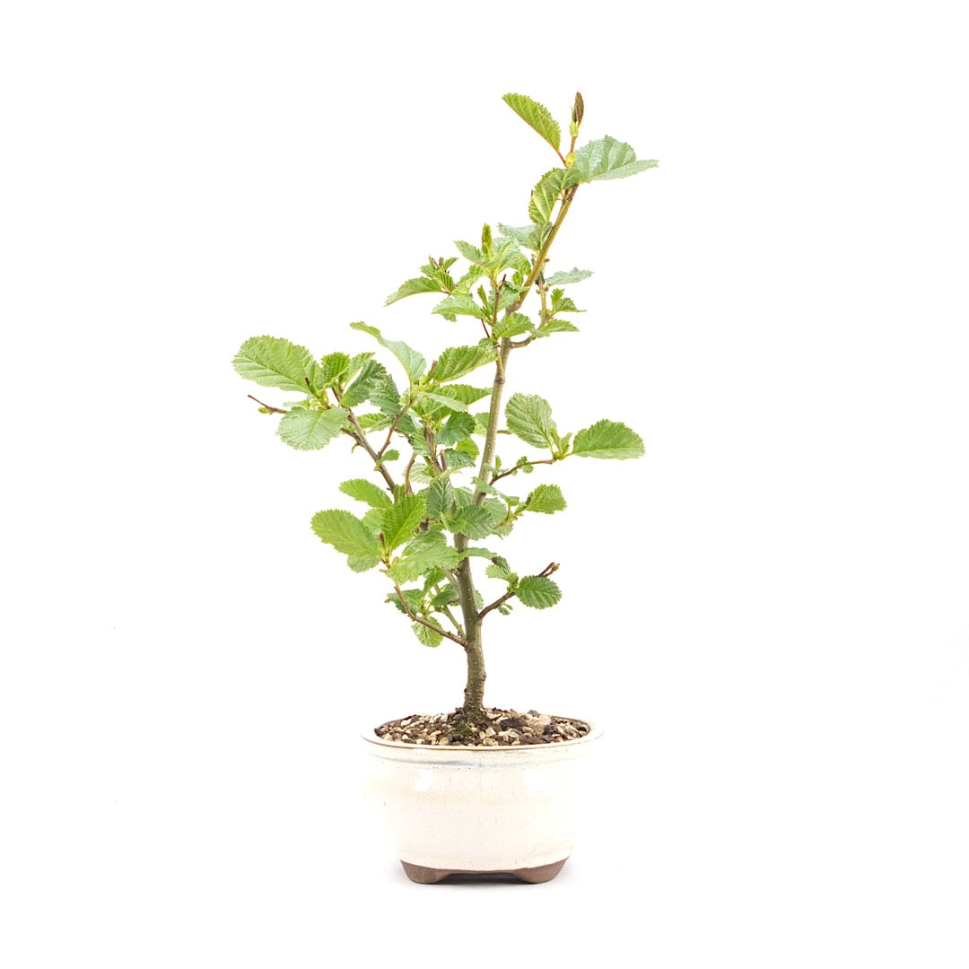 Schwarzerle 'Alnus glutinosa'