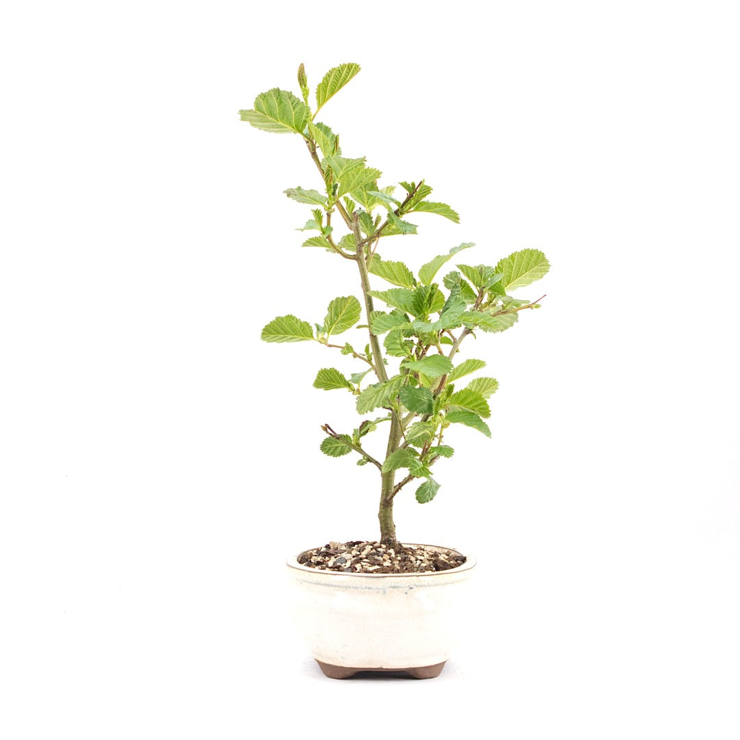 Schwarzerle 'Alnus glutinosa'