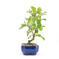 Schwarzerle 'Alnus glutinosa'