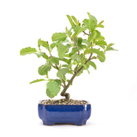 Schwarzerle 'Alnus glutinosa'