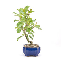 Schwarzerle 'Alnus glutinosa'