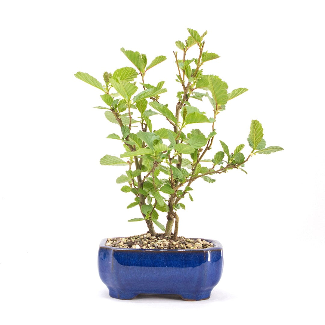 Schwarzerle 'Alnus glutinosa'