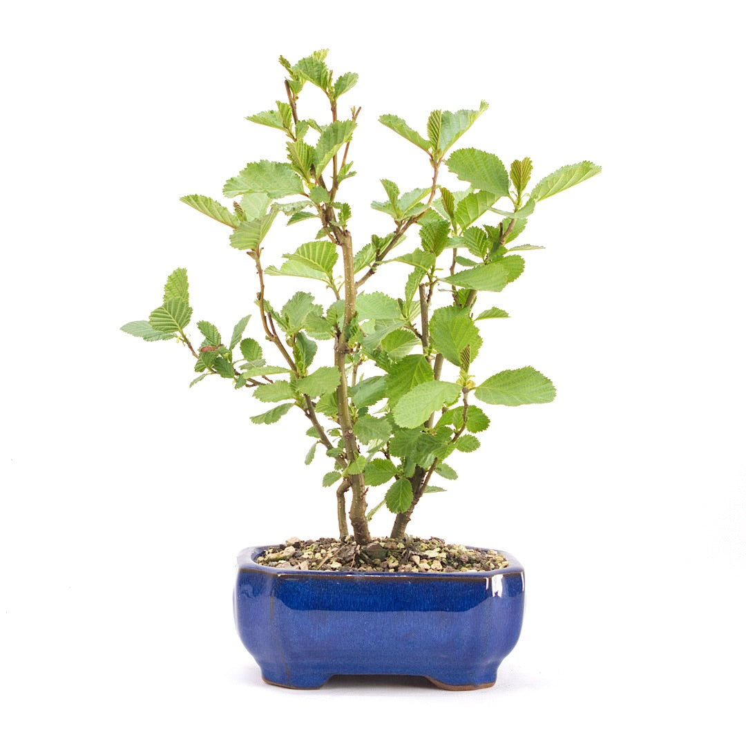 Schwarzerle 'Alnus glutinosa'