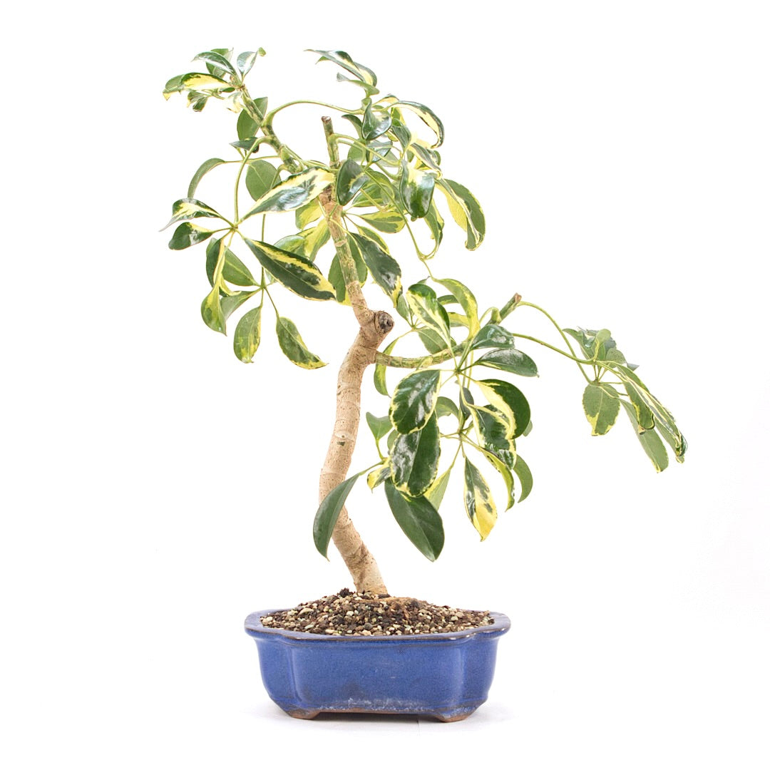 Gelbbunte Strahlenaralie 'Schefflera arboricola'