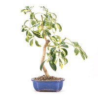 Gelbbunte Strahlenaralie 'Schefflera arboricola'