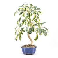 Gelbbunte Strahlenaralie 'Schefflera arboricola'