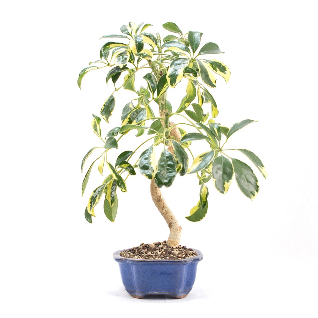 Gelbbunte Strahlenaralie 'Schefflera arboricola'