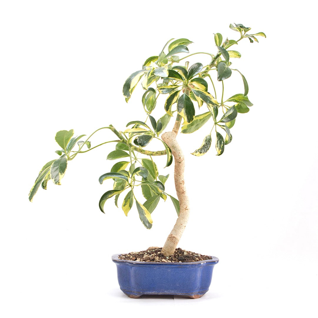 Gelbbunte Strahlenaralie 'Schefflera arboricola'